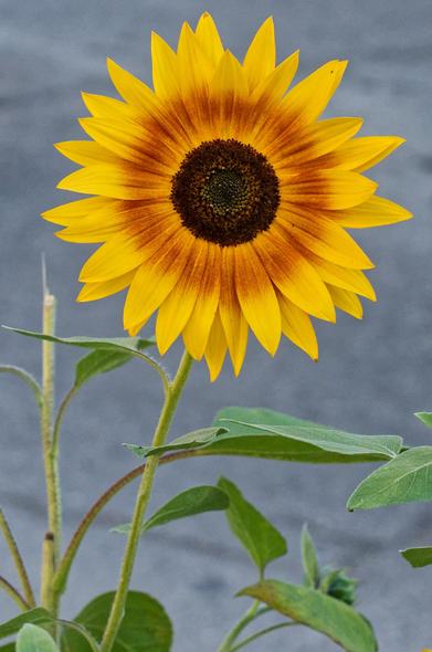 A sunflower that looks so stereotypical it could be a paper model of a sunflower or the logo of the German Green Party