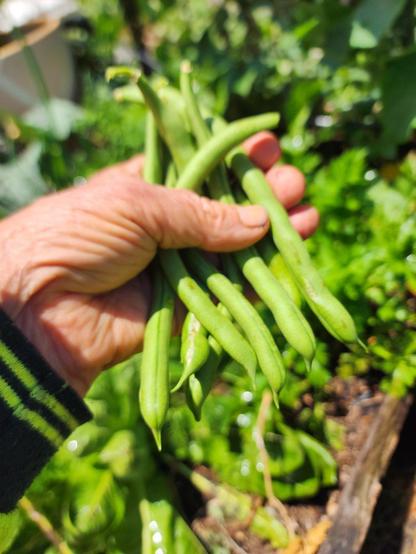 A hanful of green beans against a background of garden plants.
