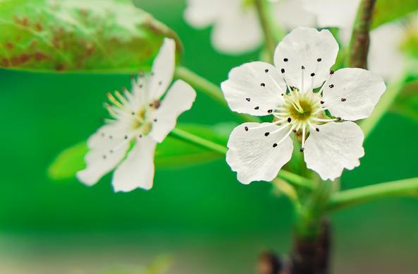 To the center right is a white flower with 5 round petals and numerous little black dots on long white spots with another further away and out of focus towards the center left and further away some stems leaves and backs of similar flowers with an indistinct green background with a brown strip at the bottom