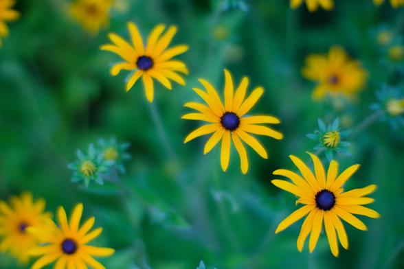 Three yellow flowers with thin long petals and a dark core are in focus laid out on the diagonal and all pretty much in focus,  but there are many more fuzzy flowers or spent flower heads and a general indistinct green background far behind it all