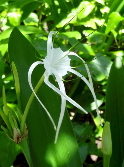 Eine wunderschöne Beach Spider Lily (Strandspinnenlilie, Hymenocallis littoralis) aus Panama. Die Pflanze ist für Haustiere giftig und kann schwere Symptome verursachen.