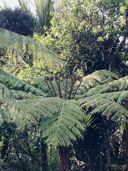 Tree fern 