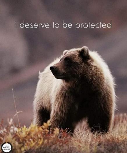 Grizzly bear standing in a field in the fall truthfully thinking  "I deserve to be protected"