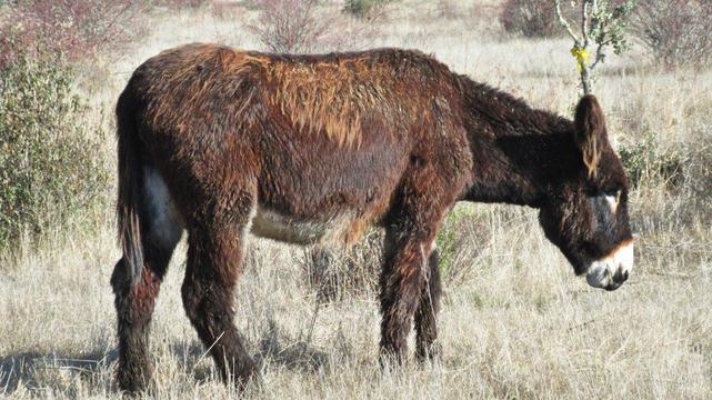 Burro (Equus asinus) de la raza zamorano-leonesa. Foto: Fauna Ibérica