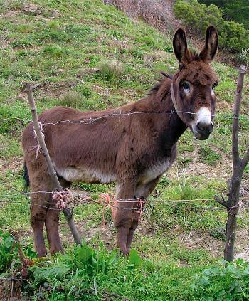 Burro (Equus asinus) mirándote desde el otro lado de un alambre de espinas. Foto: Honorio Iglesias (http://www.montesdevalsain.es/)