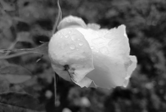 A black-and-white photograph of a white rose with raindrops on its petals.