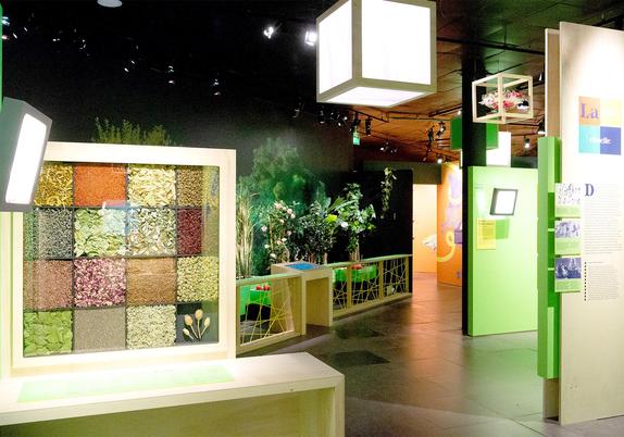 Domestcation de céréales