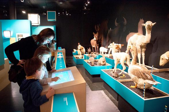 Aniamux domestiqués