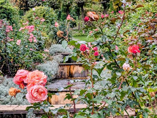A vibrant garden scene featuring blooming roses in various shades of pink and red, with some flowers showing signs of wilting. The garden includes lush green foliage, a stone fountain in the background, and a wooden bench partially visible among the plants.