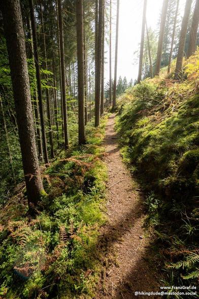 A serene and inviting forest trail winding gently uphill, surrounded by tall, slender trees and lush green ferns. The path is bathed in soft sunlight filtering through the canopy, creating a peaceful and magical atmosphere. The moss-covered ground and vibrant foliage enhance the sense of tranquility and connection with nature, making it an idyllic setting for a refreshing hike.