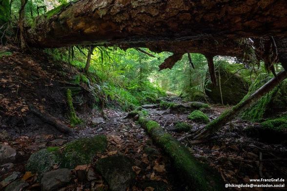 A mystical and enchanting forest path, framed by a fallen tree trunk creating a natural archway. The lush, green foliage and moss-covered rocks add to the sense of being in an untouched, fairy-tale woodland. Sunlight filters through the dense canopy, casting dappled light on the forest floor and highlighting the vibrant greenery and tranquil beauty of this hidden forest retreat.