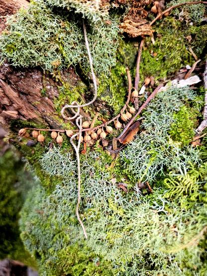 Fallen brown twigs and gumnuts on the brown bark of a tree fork padded with lime green moss and pale mint green lichen. Dharug and Gundungurra country.