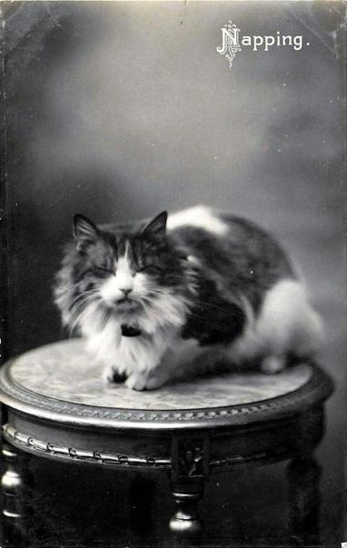 A large, fluffy, bicolor long-haired dozes on a pedestal (where he belongs!)