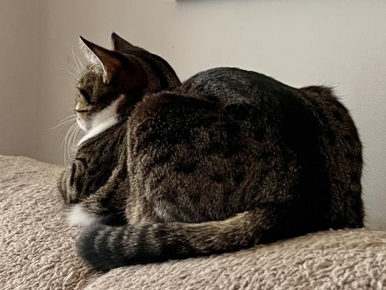Brown white tabby, sitting in the loaf position, facing away from the camera, on the fleece blanket on the back of my couch. Her ears are perked up, facing forward.