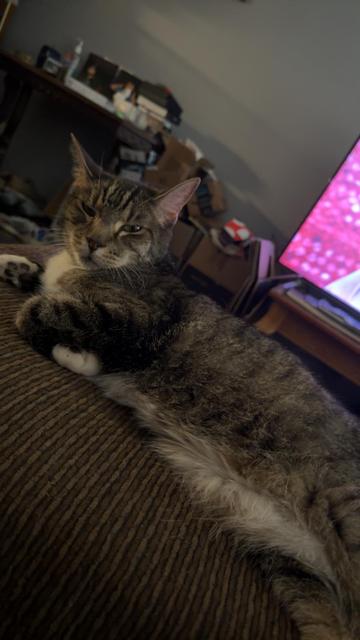 A relaxed tabby cat lying on a brown textured surface with a cluttered room and a TV showing pinkish visuals in the background.