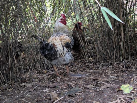 Ein Hahn und eine Henne zwischen 
 Bambussträuchern