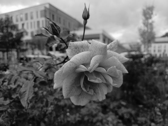 A black-and-white photograph: at the end of a rose branch, the flower presents its full beauty, its petals slightly curled outwards and two buds adding accents. The leaves in the background beautifully enhance the rose. The background consists of several buildings and trees.