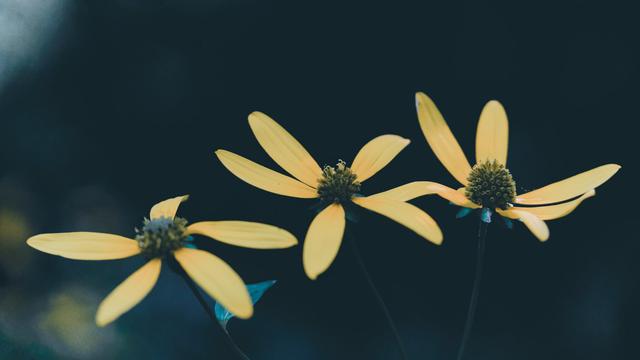 Three flowers seen in profile from left to right with just a few big and long petals