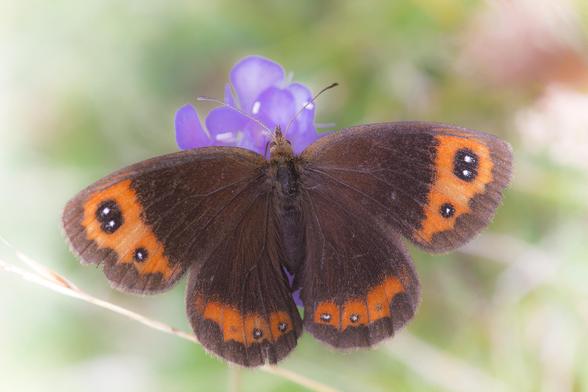 Fotografía de la mariposa Erebia neoridas