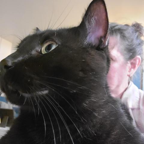 cat in front of human both looking farther to the side showing the human's ear.