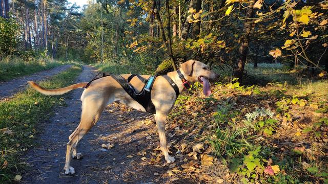 Foto eines blonden Hundes in schwarzem Zuggeschirr. Er steht quer über einen Waldweg, die Sonne  macht goldenes Licht, die Blätter sind gelb.