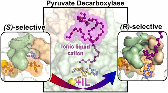 Influence of ionic liquids on enzymatic asymmetric carboligations. Computational and Structural Biotechnology Journal, DOI: https://doi.org/10.1016/j.csbj.2025.09.029
