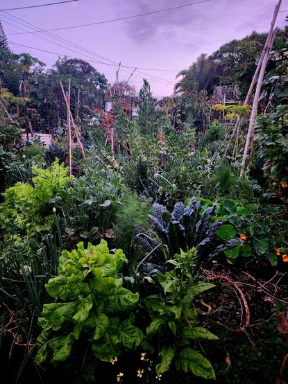 A very varied mixture of garden vegies - kale and lettuce and carrots and leeks and onions and beans and broad beans and parsley among lots of others, under a mauve sky. 