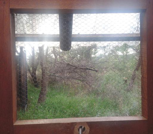 A wooden framed window with fine mesh netting
The translucent roof is supported be round pine poles
Pale green trees and bilish are visible through the window