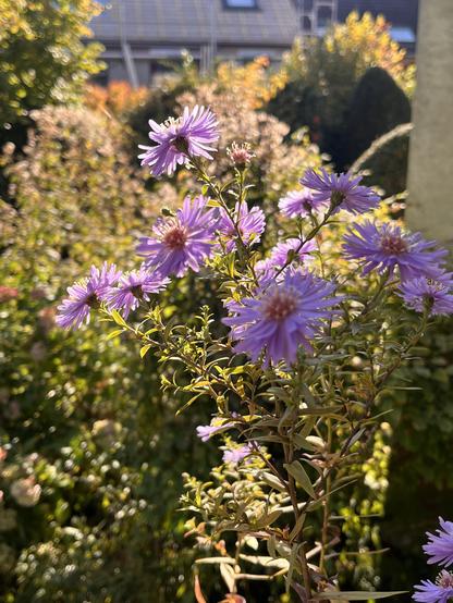 Lila Astern in der Herbstsonne