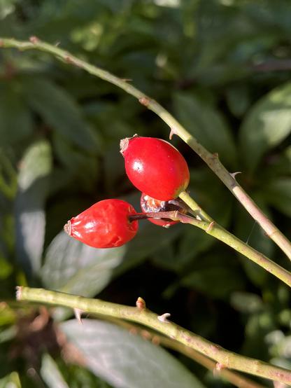 Knallig rote Hagebutten in Nahaufnahme
