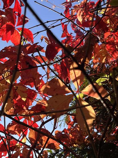 Ein rotes Blättergestrüpp (wilder Wein oder so), von hinten durchleuchtet 