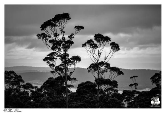 Black and white photograph featuring two tall, distinctive eucalyptus trees silhouetted against a moody sky with layers of rolling hills and a distant body of water visible in the background.

The trees have sparse upper branches and dense crowns, dominating the frame above a lower canopy of foliage. The overall mood is dramatic and atmospheric.