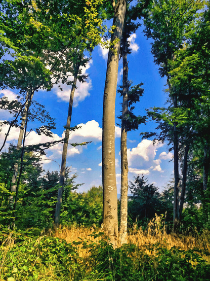 Beech Trees at the Edge of the Forest