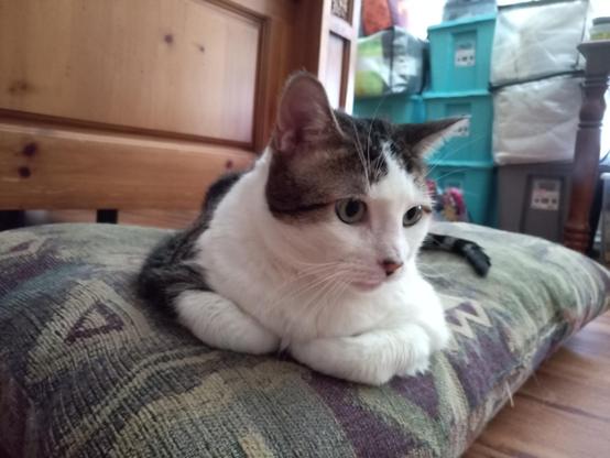 A cat laying on a pillow with paws tucked under.
