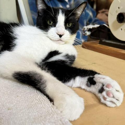 Portrait of a black and white cat laying on his side in front of a stained glass foiling machine.