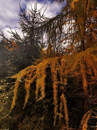Nadelbaum in Herbstfarben