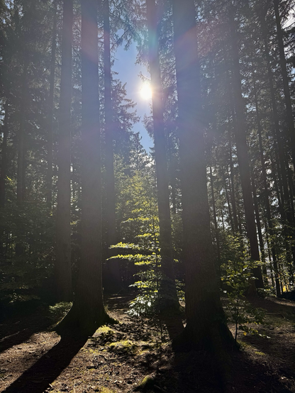 Schattenspiel im Wald, Tannen, Mischwald, Sonnenschein, blauer Himmel