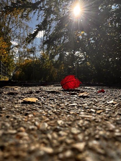 Rotes LaubBlatt, welches auf einem Asphalt Weg liegt, wird von hinten von der Sonne angestrahlt