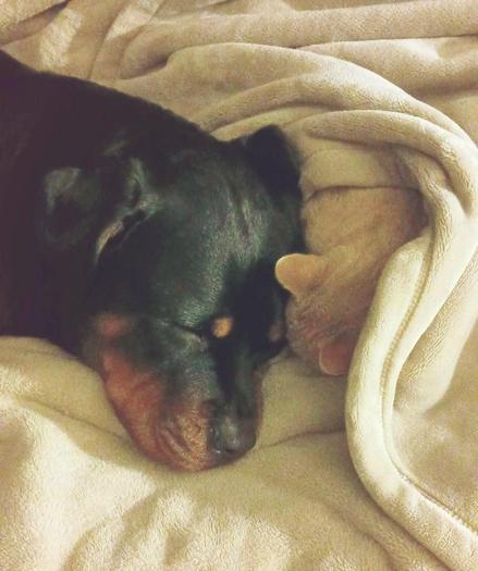 My Rottweiler Ms. Luna Napping With Cleo My Ginger Kitten...Best Of Friends 🥰