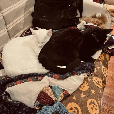 a white cat sleeps with head pressed against the back of a black cat on a quilt on a couch, black backpack in the background