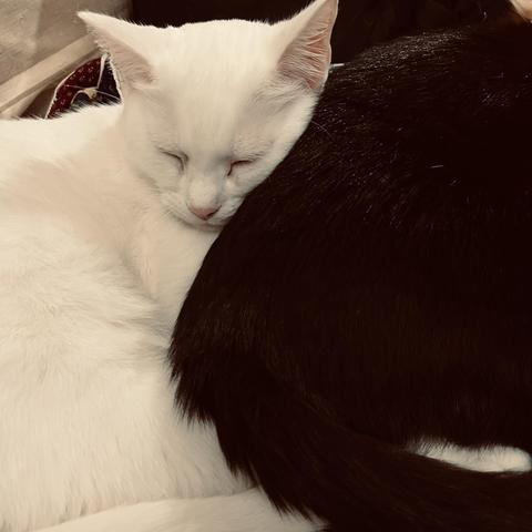 close-up of a white cat sleeping with head resting against th back of a black cat