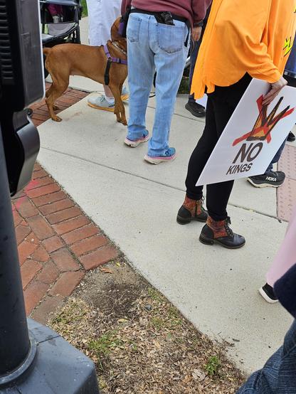 Sidewalk where several people's feet are visible, along with a reddish-brown dog and a "No Kings" protest sign