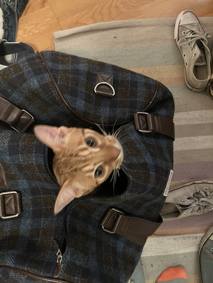 Katt sticker ut huvudet ur en weekend bag