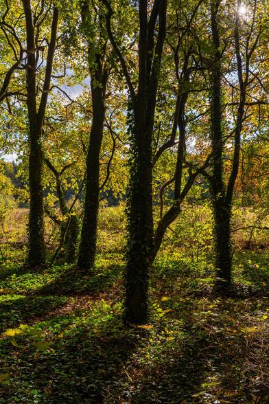 A sun-dappled, dense forest scene. Four tall tree trunks, many covered in thick ivy, stand in the foreground against a background of bright yellow-green foliage and sunlit clearings. The ground is covered in dark green leaves and patches of sunlight.