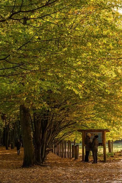 A path through a forest lined with bright green and yellow autumn trees, forming a natural archway. Two people stand on the right, looking at a wooden information board. The path is covered in fallen brown leaves.