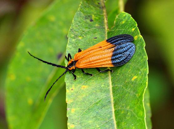 orange and blue beetle on green