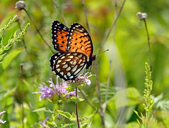 orange and black butterfly with white spots in flight