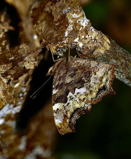 earth tone butterfly hiding in bark
