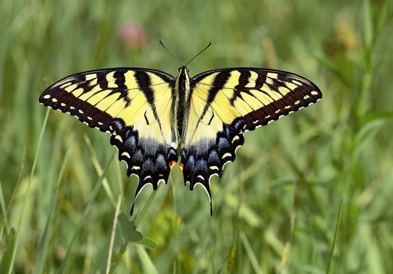 yellow swallowtail butterfly with black stripes