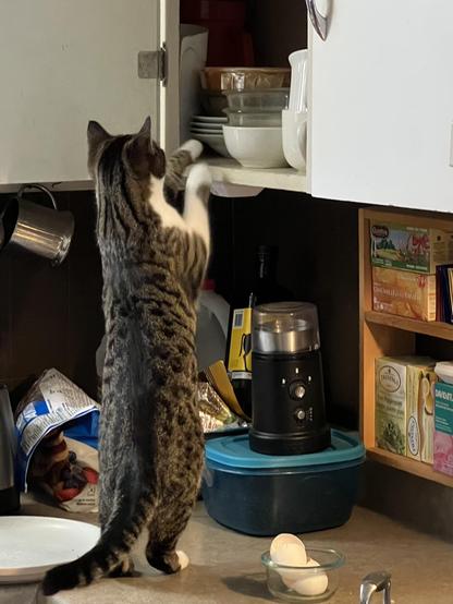 Brown and white tabby cat standing up on her hind legs on the kitchen counter, reaching into an open cupboard